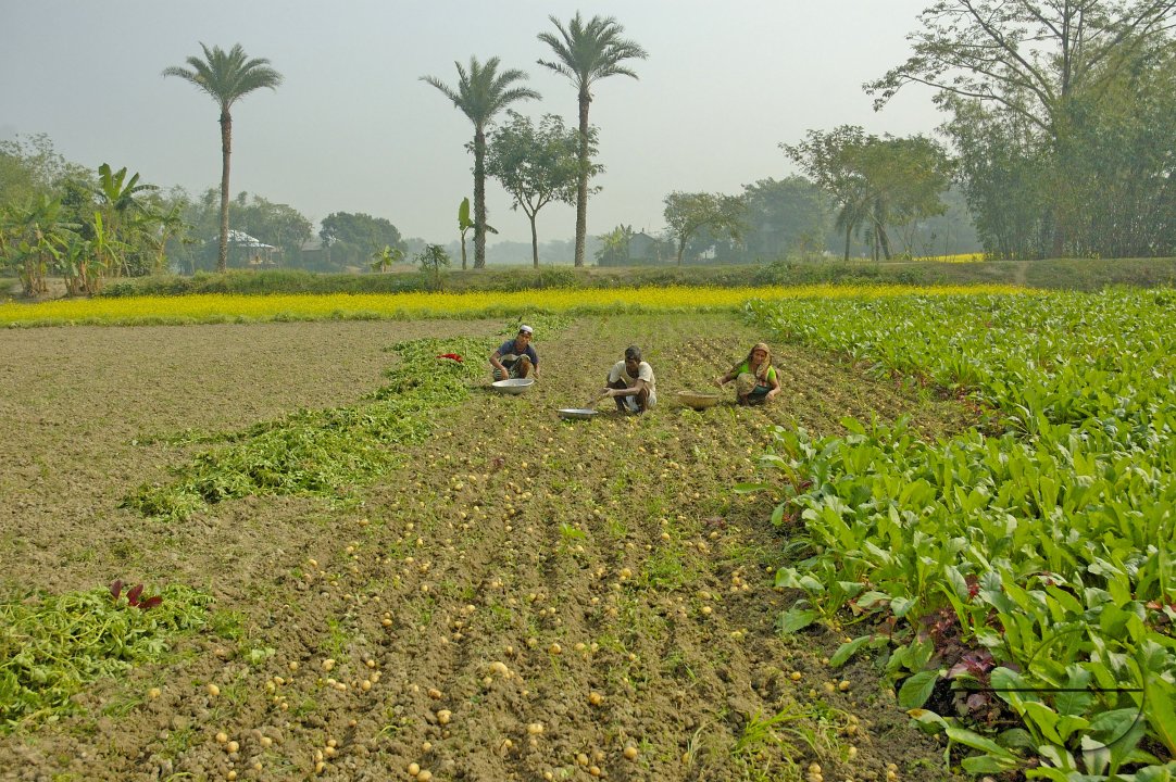 Potato Harvest, Singair