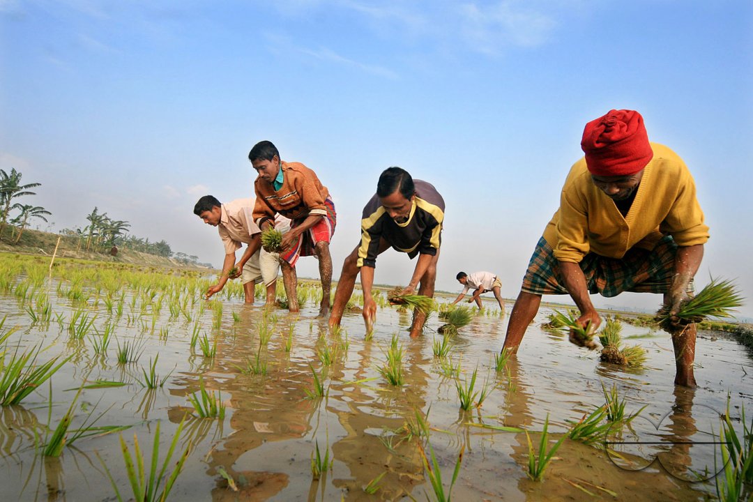 Farmers work in cold