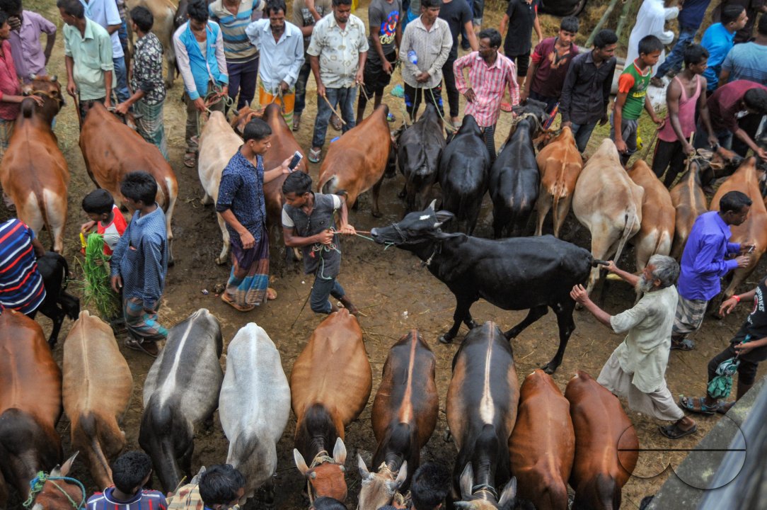 Cow Market