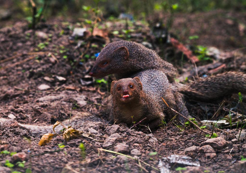 The mating pair of the Indian grey mongoose is in grassland at Tehatta, West Bengal