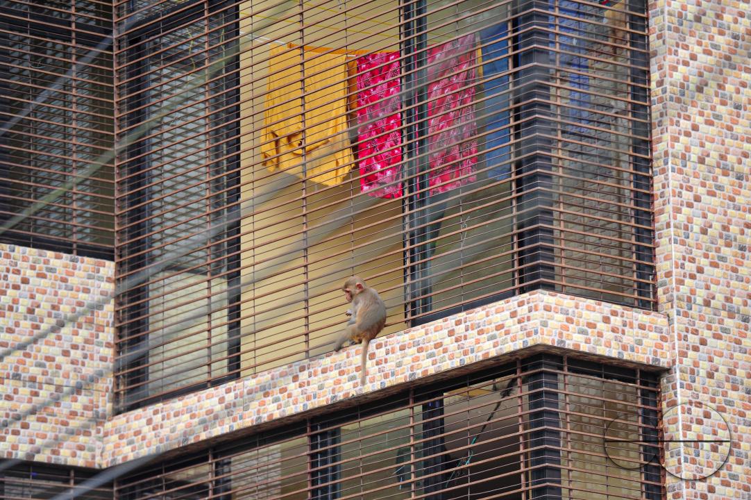 A Rhesus Macaque monkey at the geologist chasnipir (R) Shrine premises is Sylhet