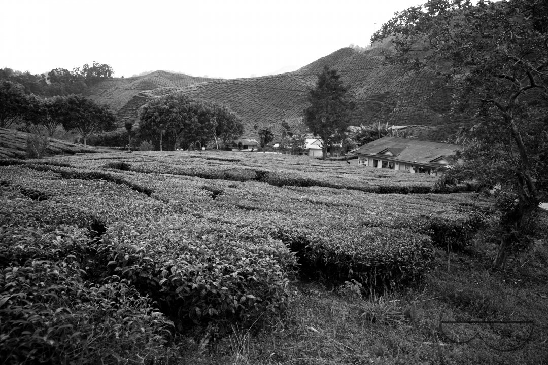 Migrants in Malaysia's tea estates