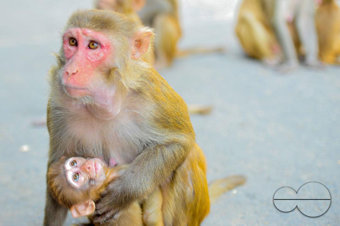 The Rhesus Macaque monkey on the streets of Sylhet