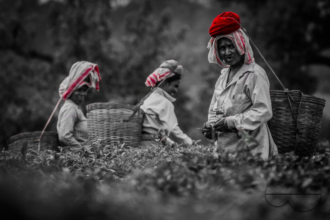 The Creators Of Tea