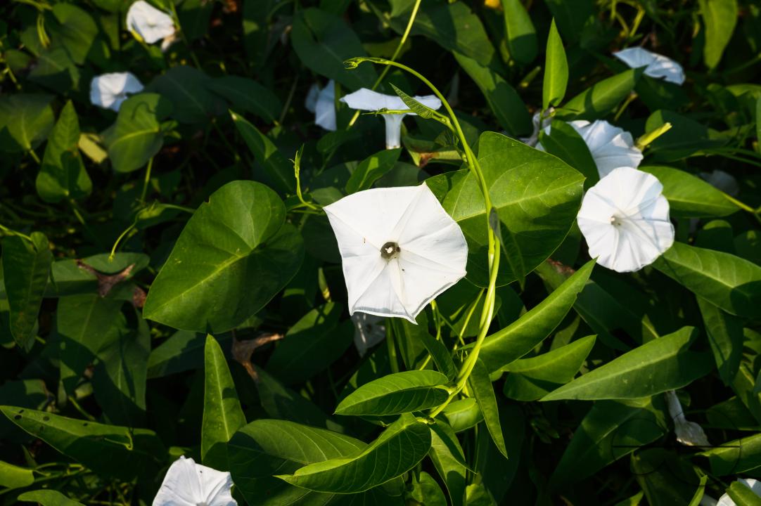 Water spinach is a semi-aquatic, tropical plant grown as a vegetable for its tender shoots