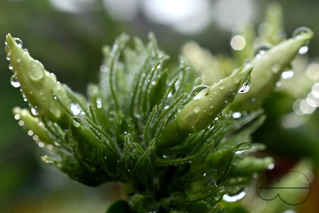 Dew drops on the leaves and flowers on a winter morning at Agartala, the capital city of India's northeastern state of Tripura