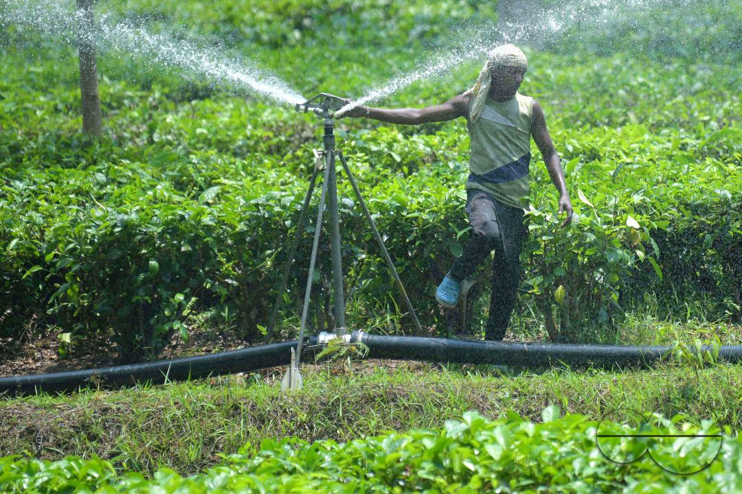 A worker skilfully operates a sprinkler irrigation system, nourishing the Durga Bari tea garden at the onset of the dry season
