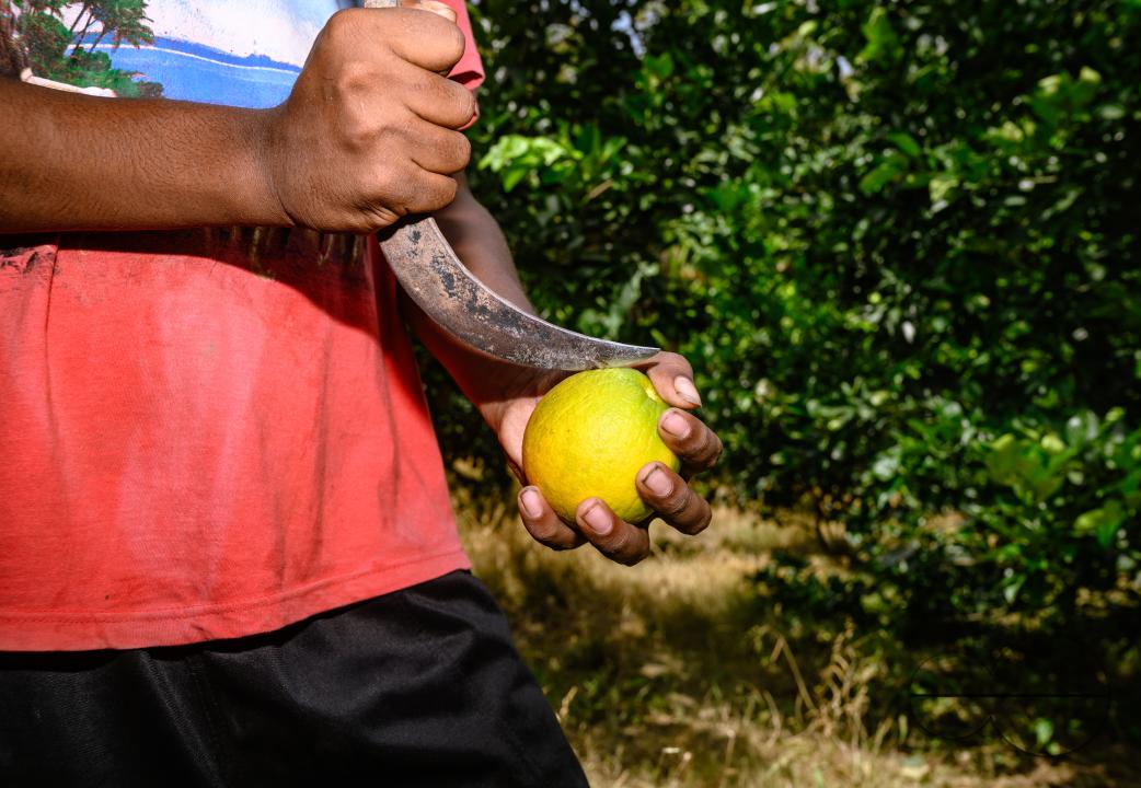 Sweet Malta Orange Fruit Plant or Sweet Malta Lemon is a delicious and easy-to-peel fruit; rich in vitamins, minerals, and antioxidants, and is generally described as tasting like molasses