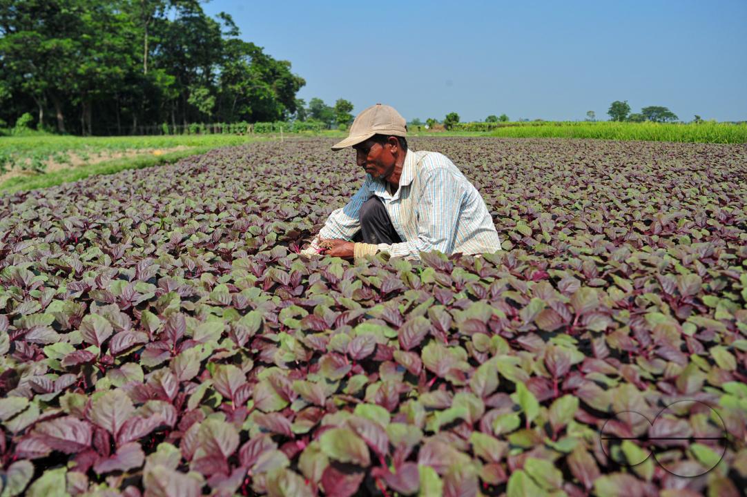 Bachchu Mia (45) is harvesting red vegetables in Darsha village of Kandigao Union Sylhet Sadar Upazila
