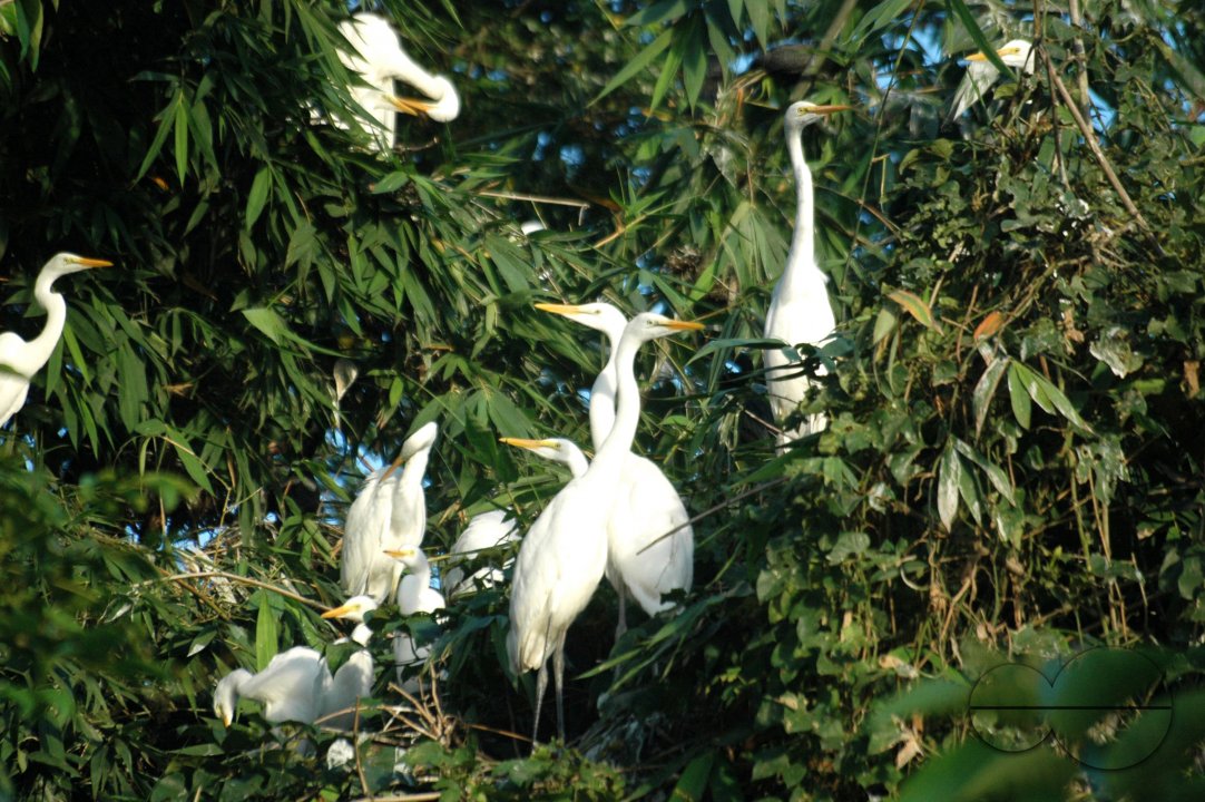 Bird shelter