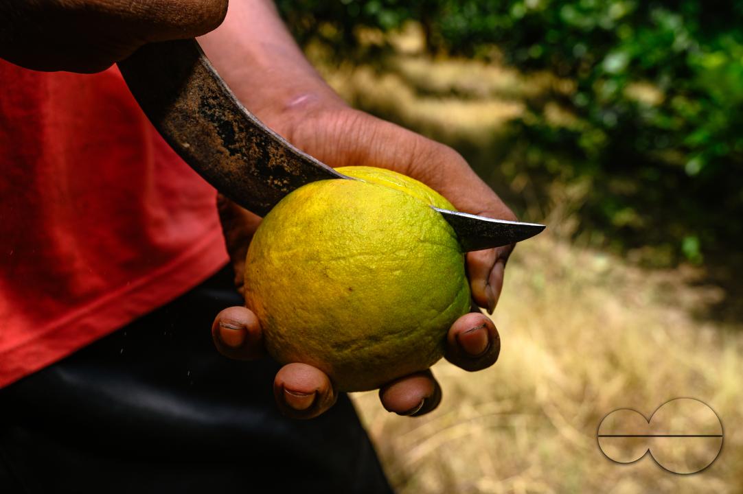 Sweet Malta Orange Fruit Plant or Sweet Malta Lemon is a delicious and easy-to-peel fruit; rich in vitamins, minerals, and antioxidants, and is generally described as tasting like molasses