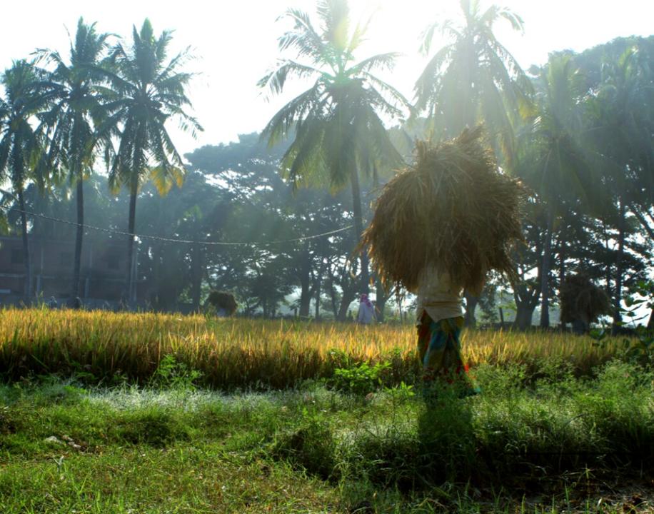 A Indian farmer during a hard day's work at a rural village