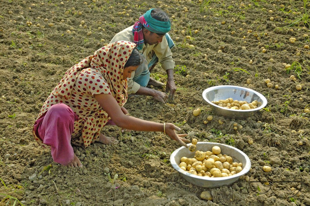 Potato Harvest, Singair