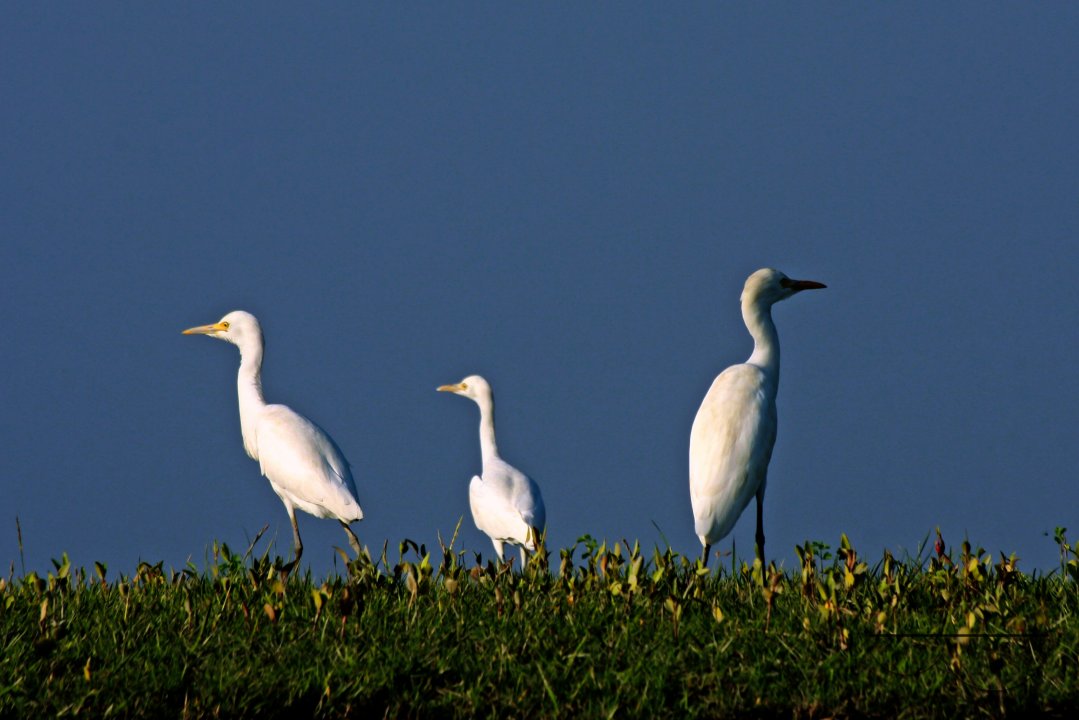 Bangladeshi Birds