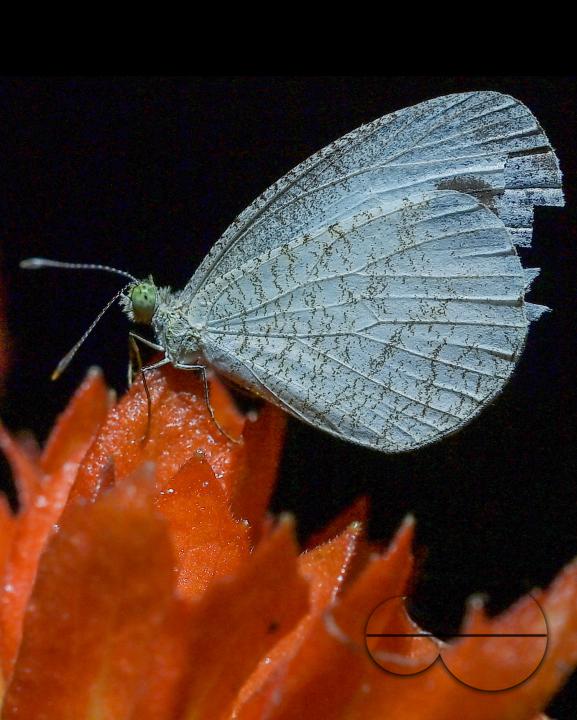 A butterfly is collecting nectar from a flower in Agartala