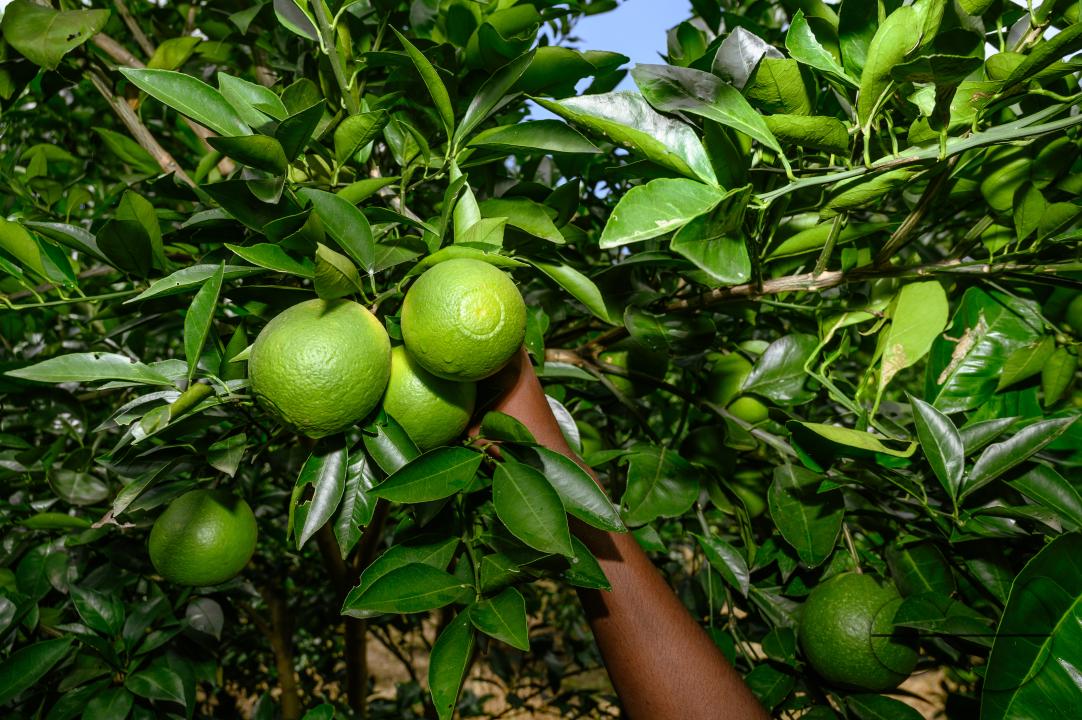 Sweet Malta Orange Fruit Plant or Sweet Malta Lemon is a delicious and easy-to-peel fruit; rich in vitamins, minerals, and antioxidants, and is generally described as tasting like molasses