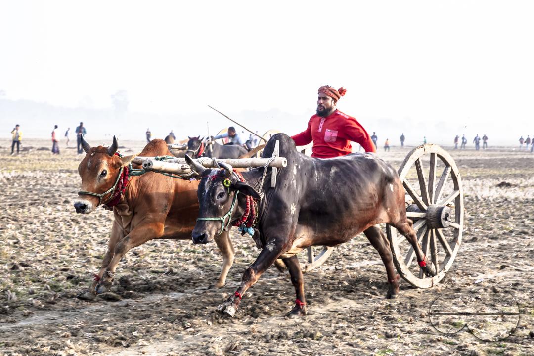Bullock-carts traditional racing competition at a rural area in Jessore