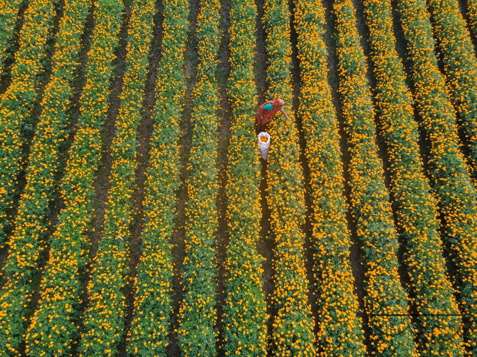 Marigold flowers at a flower garden in Jhikargacha upazila of Godkhali Union of Jessore