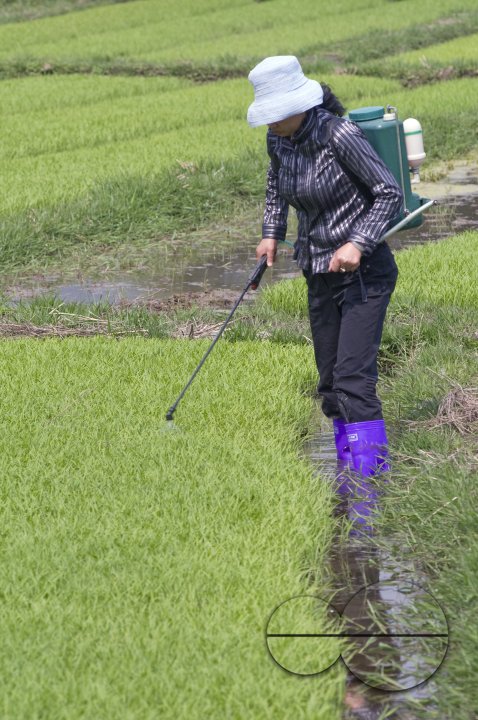 CHINA Peasants spraying fertilized on rice during harvest time in Yunnan province.