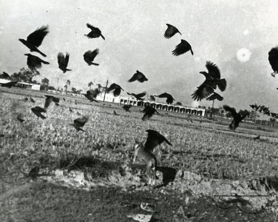 MWC008387