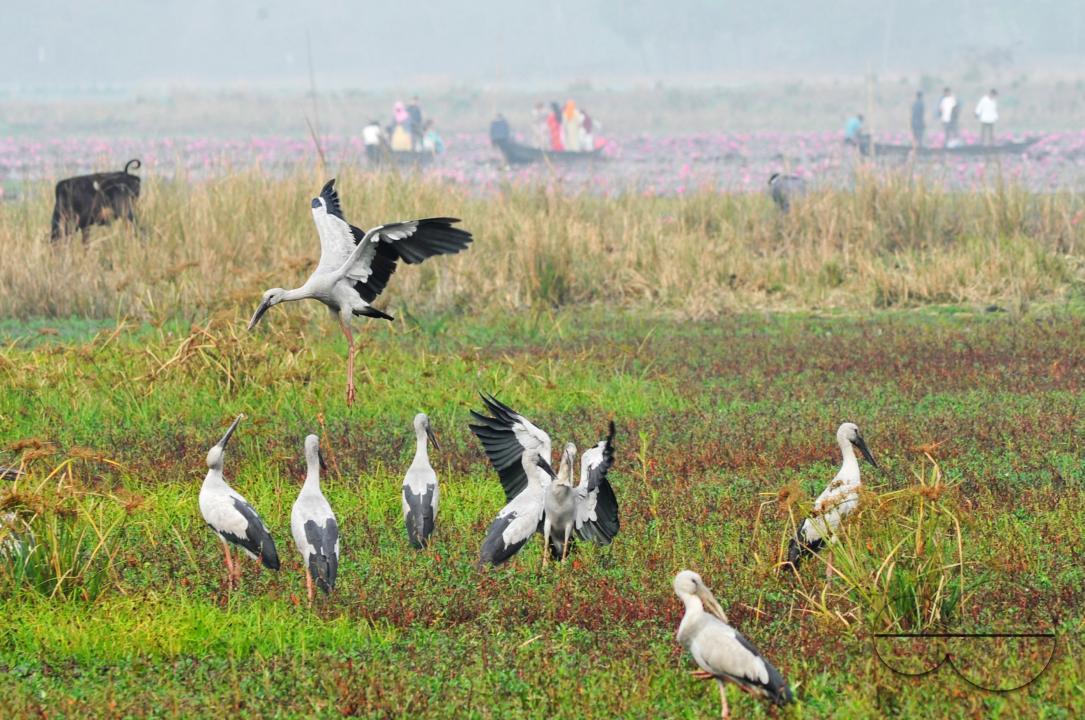 On a foggy winter morning in Jaintapur Upazila in the foothills of Meghalaya bordering Bangladesh, Snail-Shelled birds are roaming in Dibir Haor