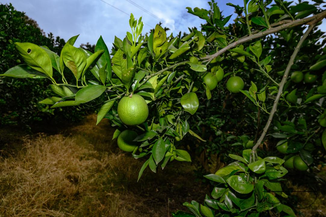 Sweet Malta Orange Fruit Plant or Sweet Malta Lemon is a delicious and easy-to-peel fruit; rich in vitamins, minerals, and antioxidants, and is generally described as tasting like molasses