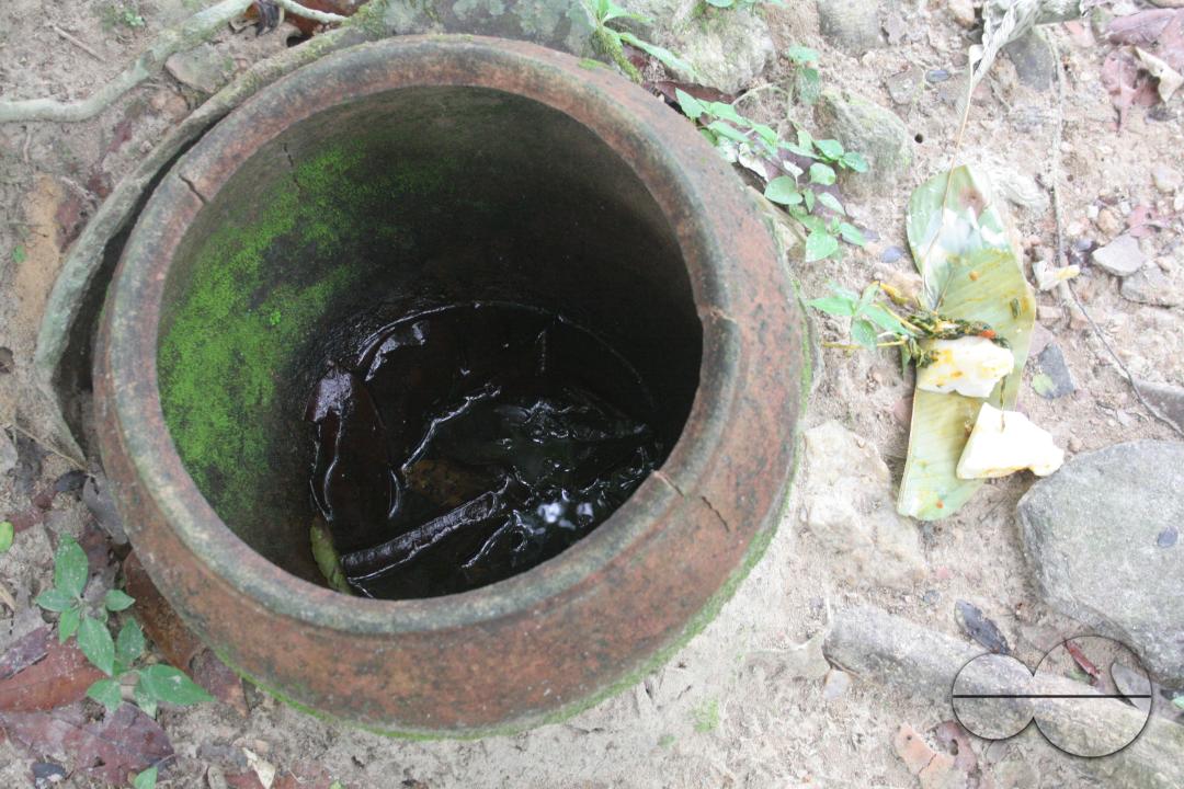 The Osun Grove in Oshogbo, Osun State