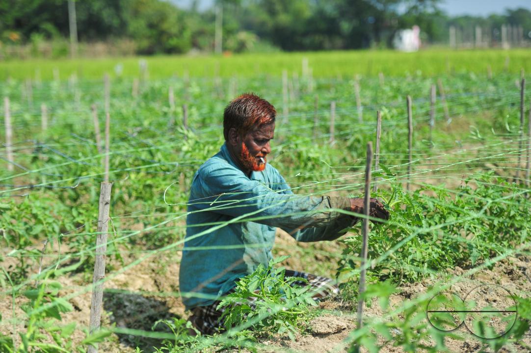 60-year-old Zamir Ali is harvesting tomatoes at a field in Bade Ali village Kandigao Union of Sylhet Sadar Upazila