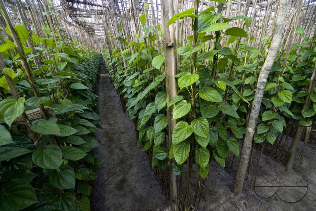 Betel leaf_Bangladesh
