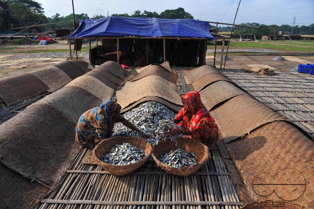 Workers are busy processing dried fish at the Lama Kazi area of Sylhet