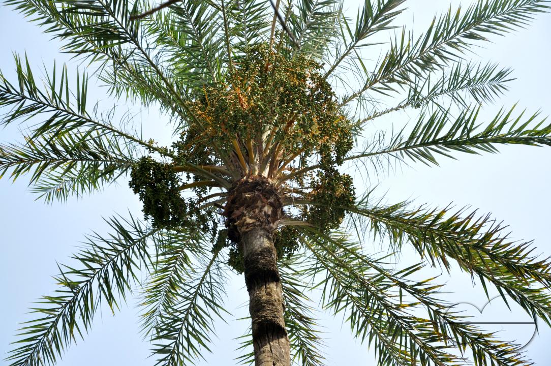 Palmyra palm trees at a garden in rural village in Bangladesh.