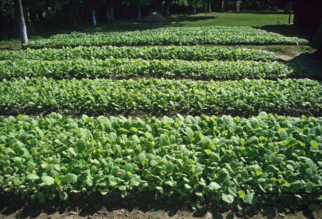 MWC002797