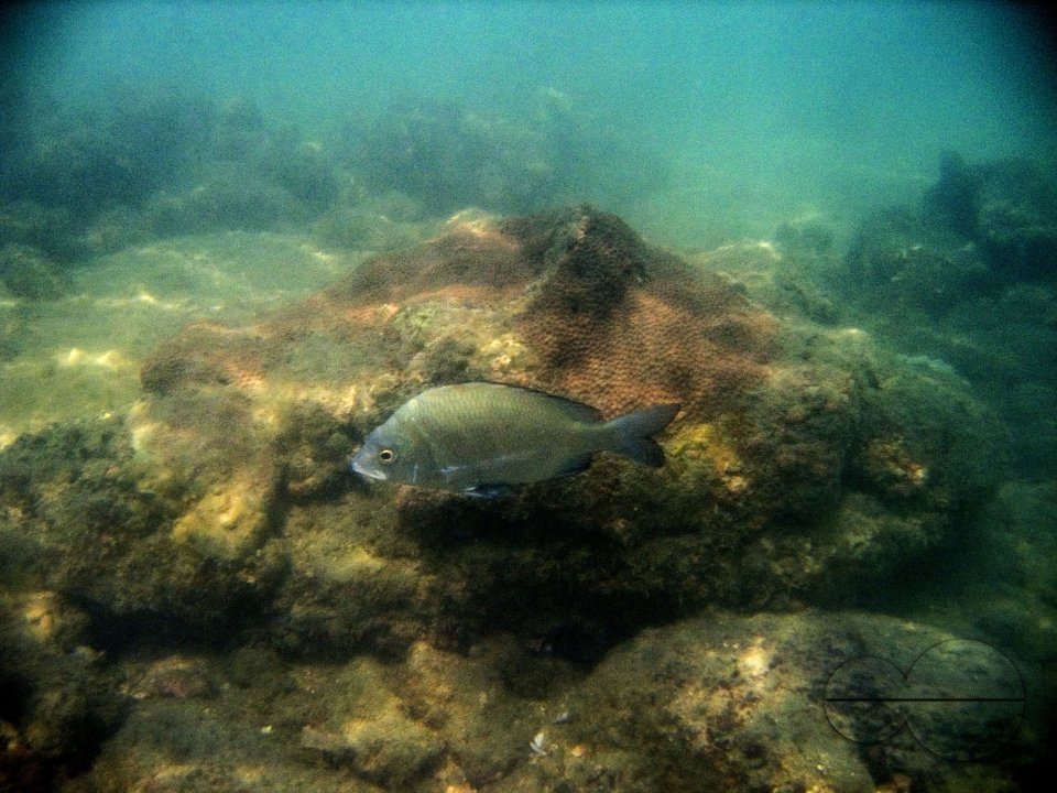 Looking through Fish-Eyes