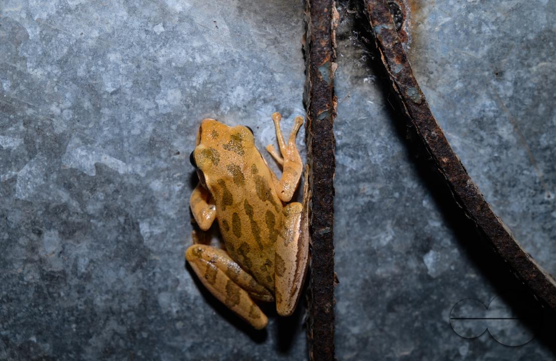 Polypedates bengalensis, the brown blotched Bengal tree frog, is a species of frog in the family Rhacophoridae
