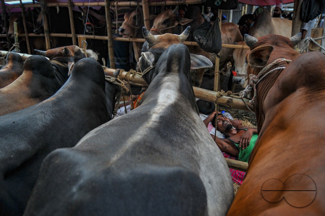 Cow Market