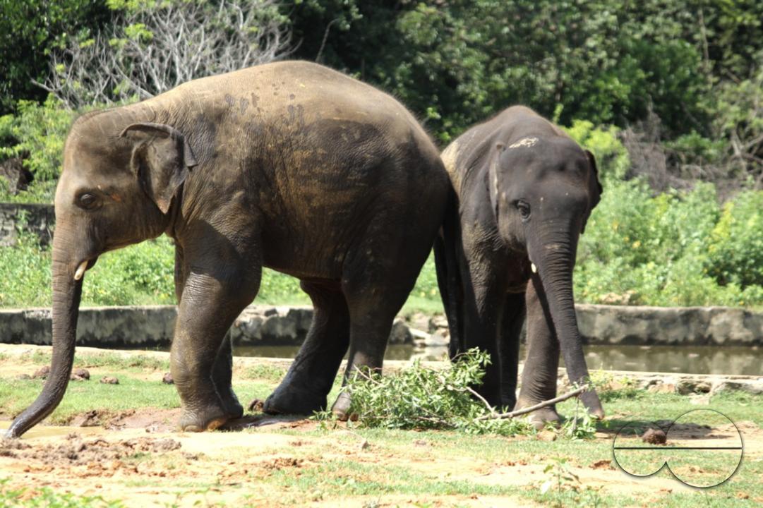 Elephants roaming near a rural village