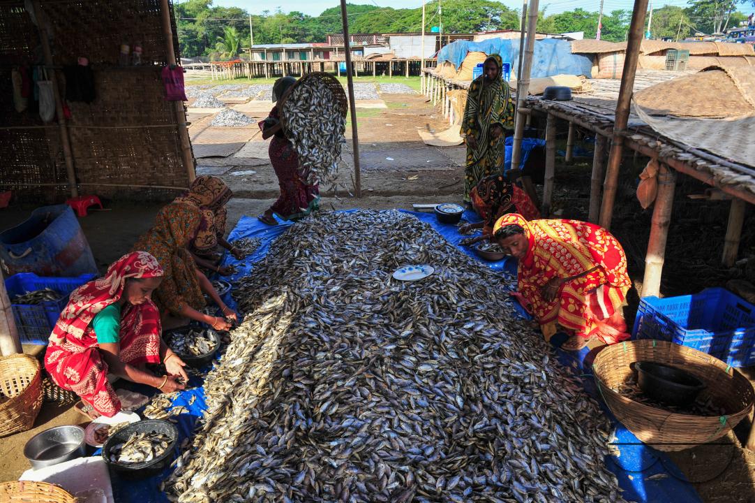Workers are busy processing dried fish at the Lama Kazi area of Sylhet