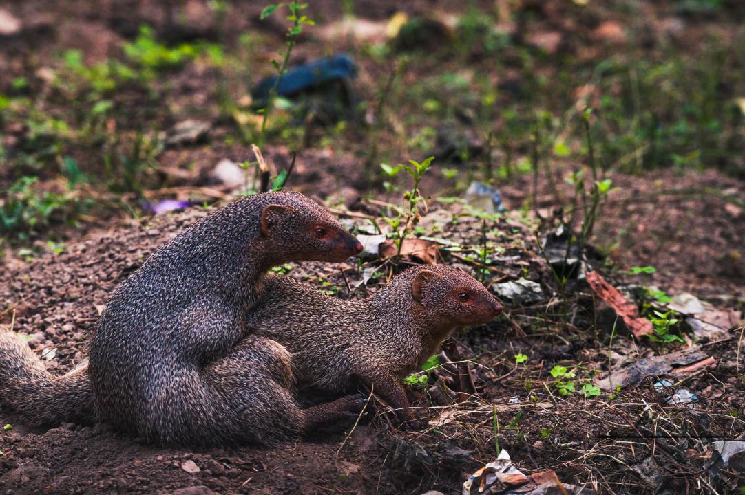 The mating pair of the Indian grey mongoose is in grassland at Tehatta, West Bengal