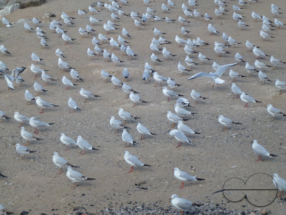 Muscat, Oman