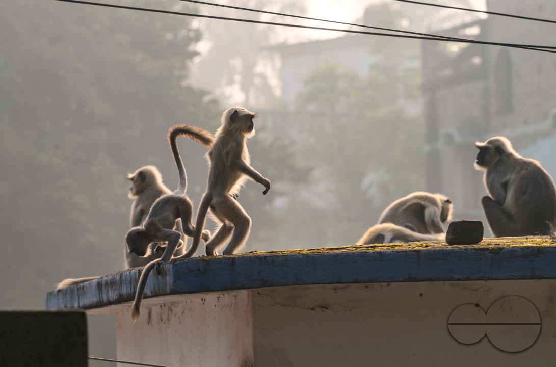 A group of hanuman langur or hanuman monkeys sunning themselves on the roof on an early winter morning, The adults sometimes lying down, while their young are kaking various gestures, some are trying to stand up and raise their arms or hang from the leav