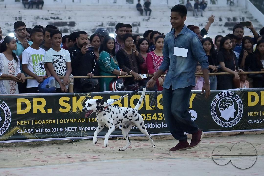 Dogs performing trainers during the Agartala Dog Carnival-2024, organized by Tripura Veterinary Doctors Association & Pawsome (A social organisation) at Agartala