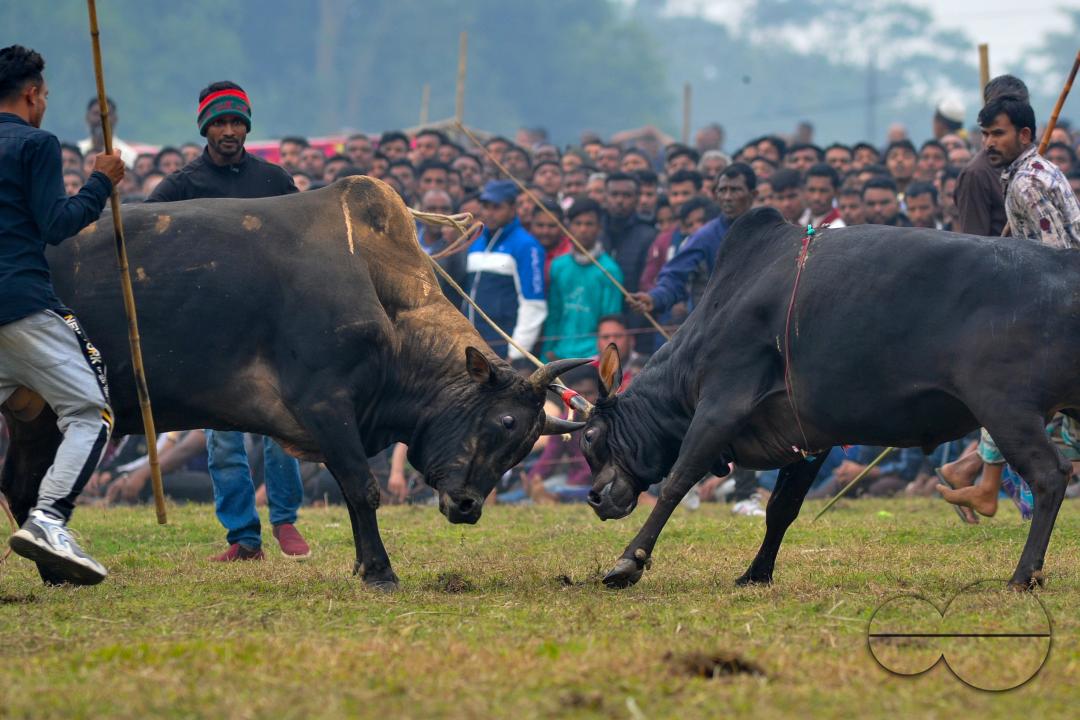 Two bulls competing in a huge bull fight organized by local residents at Khasarkandi field of Patli union of Jagannathpur upazila of Sunamganj district