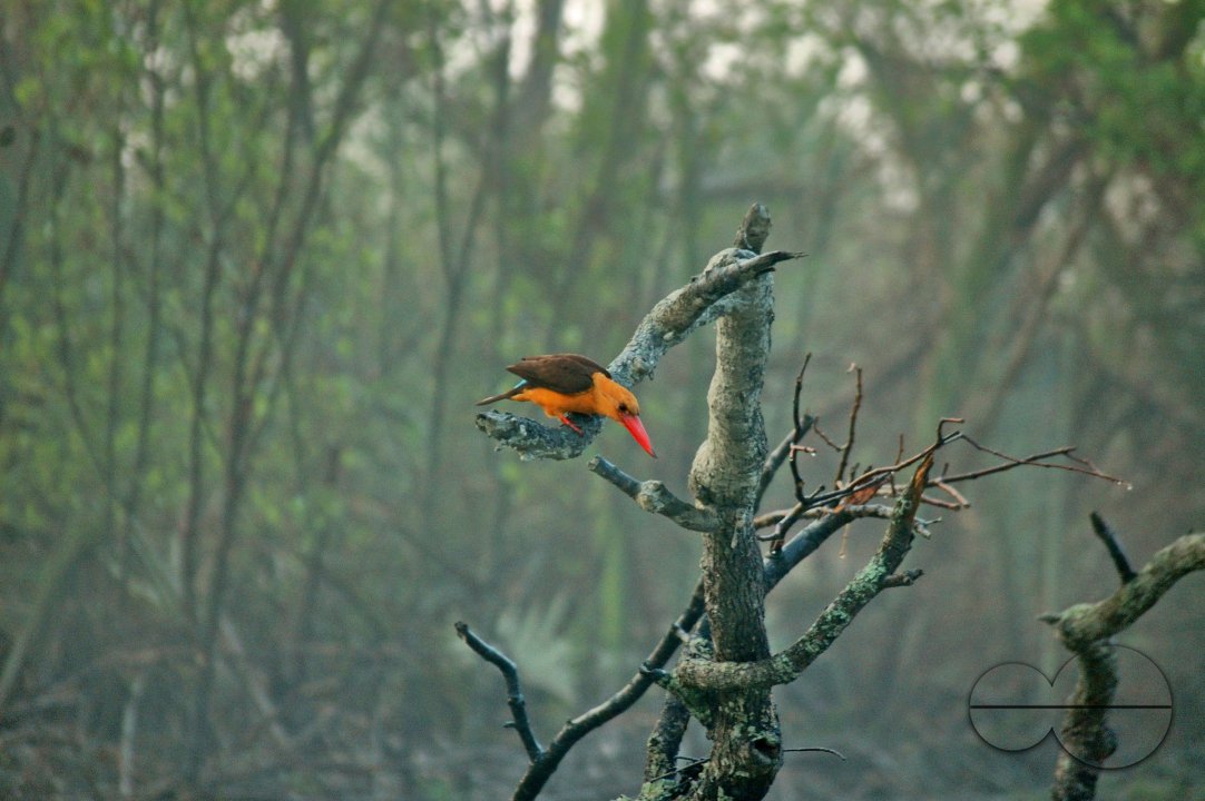 Sundarbans, Khulna, Bangladesh