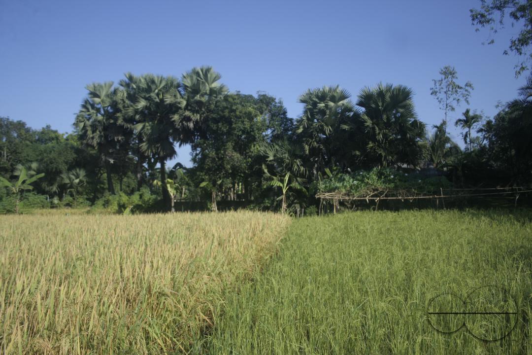 Paddy fields in rural villages in Bangladesh.