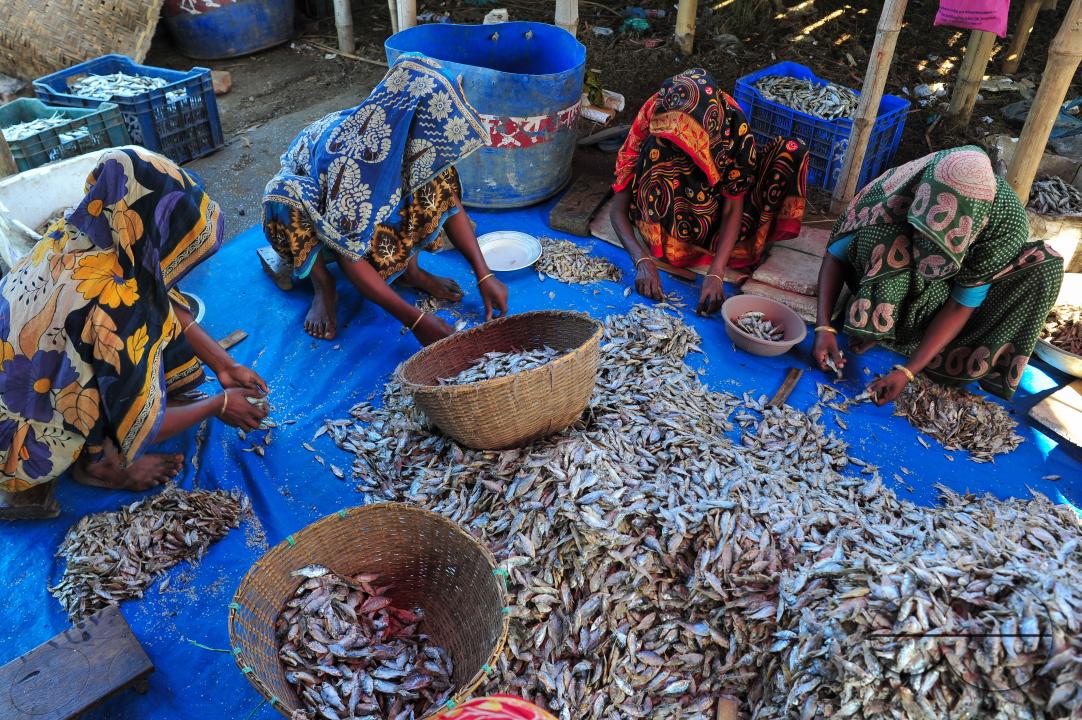 Workers are busy processing dried fish at the Lama Kazi area of Sylhet