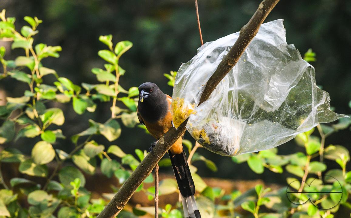 The rufous treepie (Dendrocitta vagabunda) is a treepie, native to the Indian Subcontinent and adjoining parts of Southeast Asia
