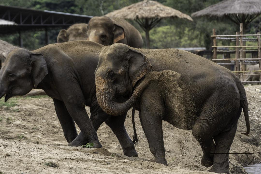 An elephant is throwing dirt on herself to protect herself from insects, at the Elephant Nature Park, a rescue and rehabilitation sanctuary for animals that have been abused and exploited, in Chiang Mai, Thailand.