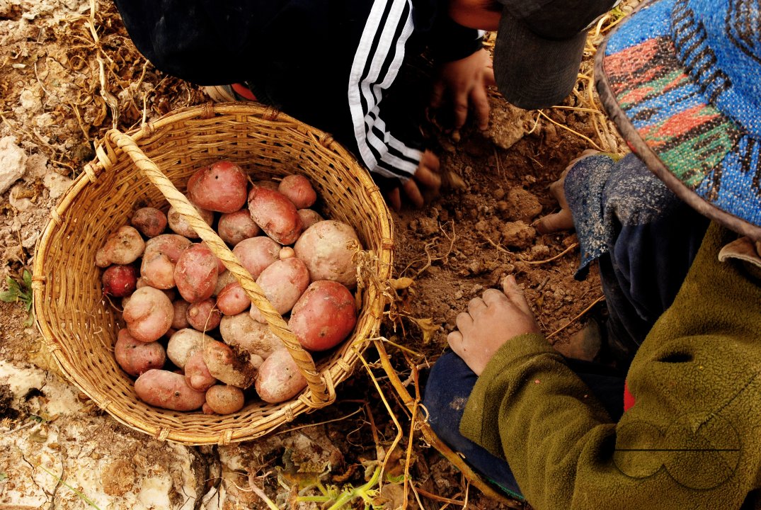 The children playing races, who's getting the fist potato?.Juella, Quebrada de Humahuaca, Jujuy, Argentina. May 1 2010.