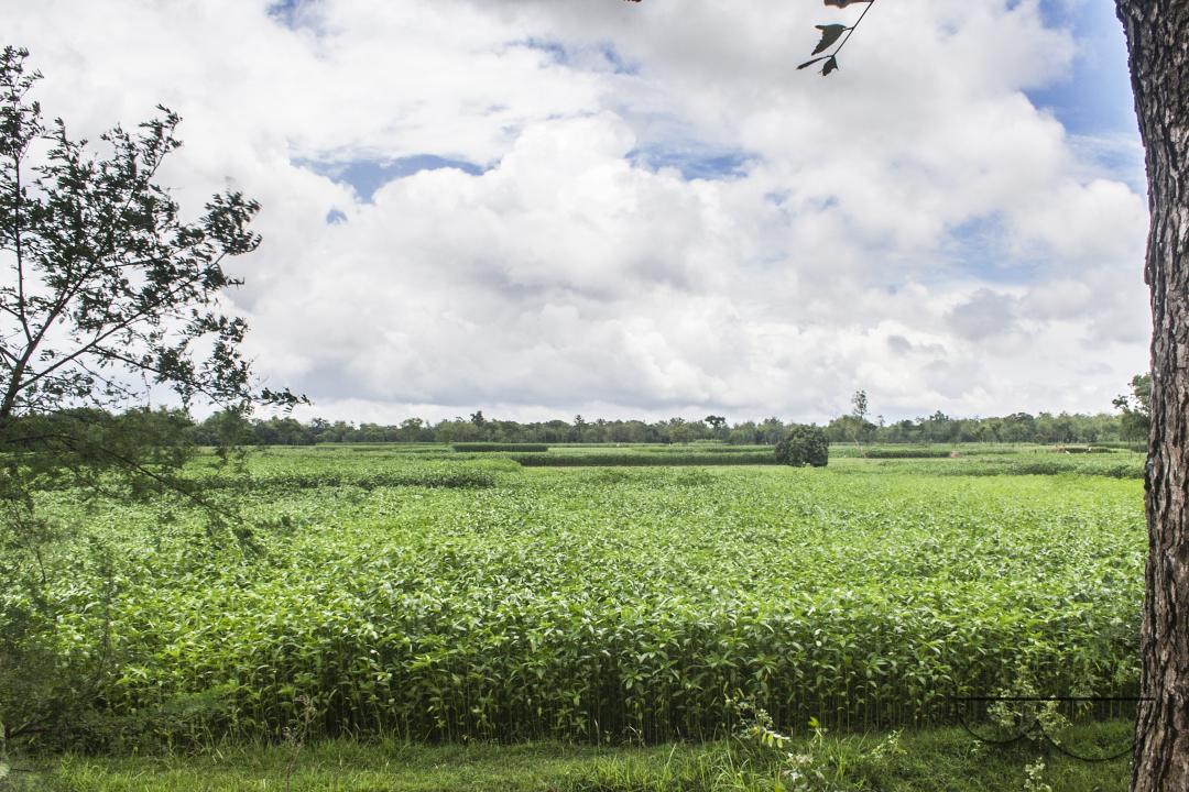 Agricultural land for growing vegetables and fruits