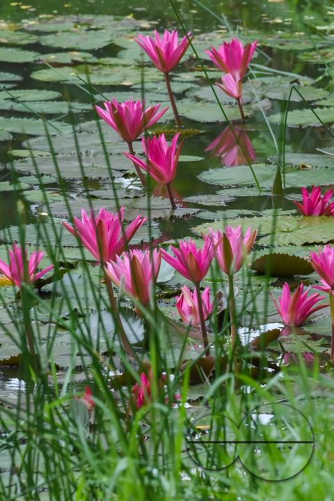 Monsoon flowers, water lotuses are blooming at the MBB College Lake at Agartala